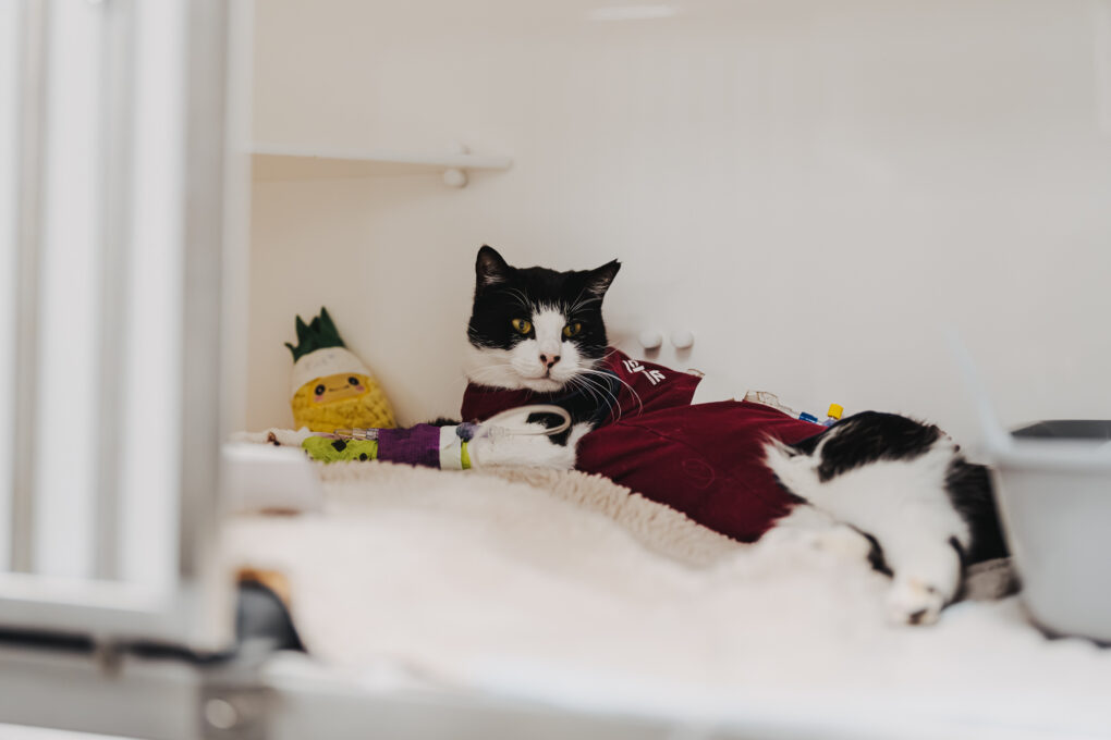Schwarze und weiße Katze liegt gemütlich auf Bett mit Spielzeug und Decke.