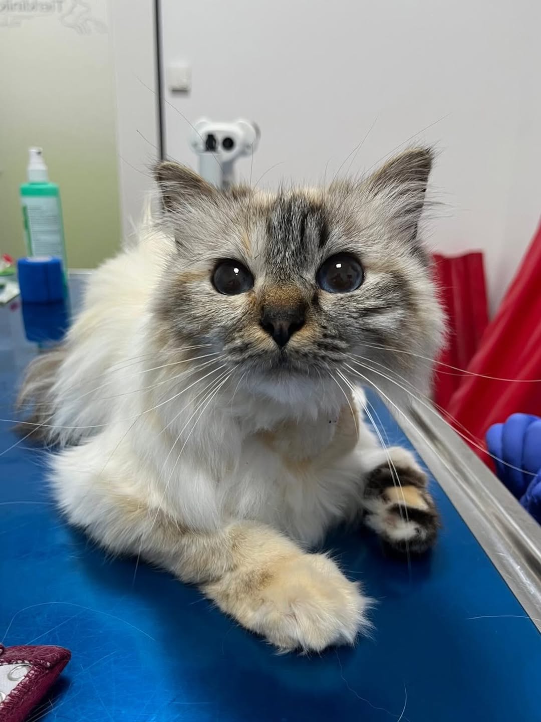 Instagram Beitrag von Tierklinik Posthausen