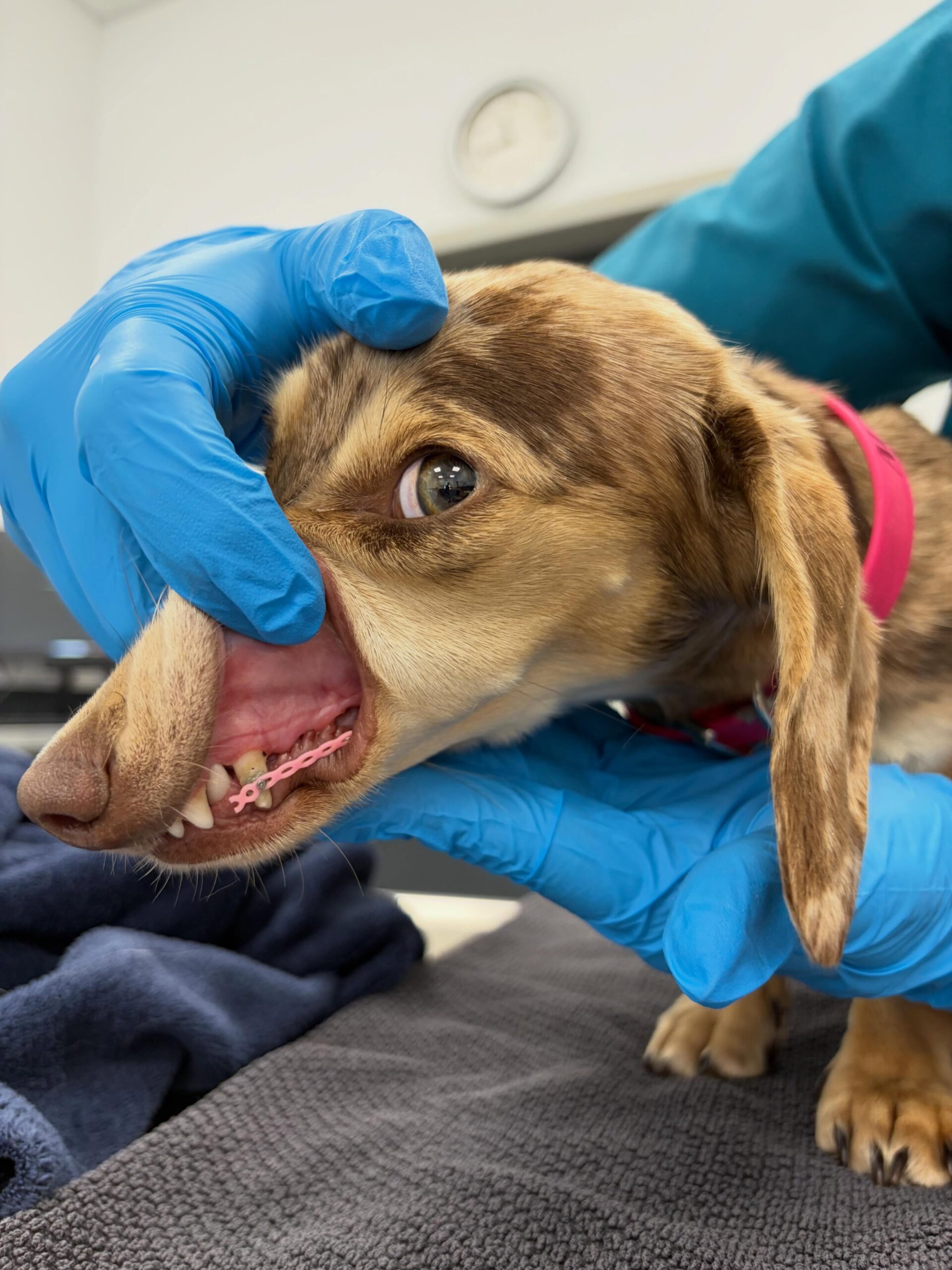 Instagram Beitrag von Tierklinik Posthausen